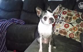 Sassy Dogs Video Compilation - Animals - VIDEOTIME.COM
