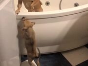 Puppy Struggles to Get Into Bathtub With Other Dog