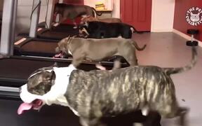 Awesome Pet Video Compilation