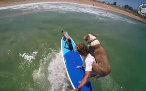 Water Sports Pets Video Compilation