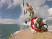 Water Sports Pets Video Compilation