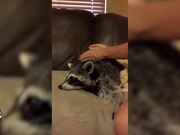 Funny Pet Massages