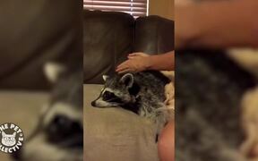 Funny Pet Massages - Animals - VIDEOTIME.COM