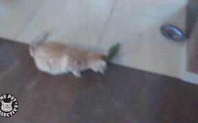 Cat's Cucumber Revenge - Animals - VIDEOTIME.COM