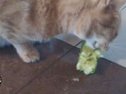 Cat's Cucumber Revenge