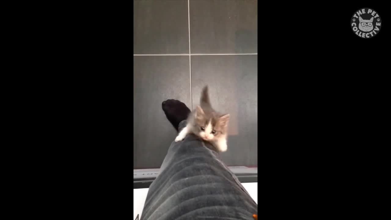 Just Cats Pet Video Compilation