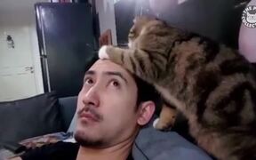 Just Cats Pet Video Compilation - Animals - VIDEOTIME.COM