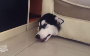 Dog Makes Horrible Decision - Animals - VIDEOTIME.COM