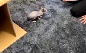 Cat Uses Their Paw To Instantly Catch Object - Animals - VIDEOTIME.COM
