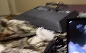 Cat Crashes as Dresser They Climb on Falls - Animals - VIDEOTIME.COM