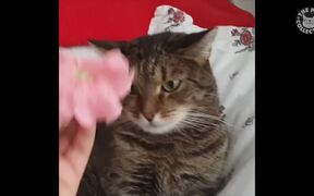 Procrastination Pets Video Compilation - Animals - VIDEOTIME.COM