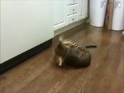 Procrastination Pets Video Compilation