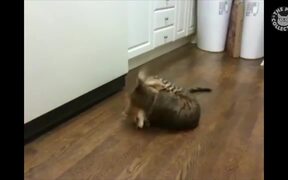 Procrastination Pets Video Compilation - Animals - VIDEOTIME.COM