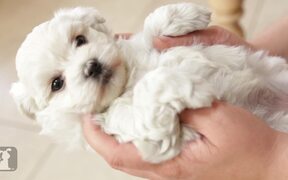 The Adorable Puppy - Animals - VIDEOTIME.COM