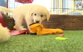 Funny Puppy Videos Compilation - Animals - VIDEOTIME.COM