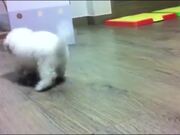 Throwback Thursday Pets Video Compilation