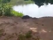 Crocodile Attacks Girl Trying to Pose With It