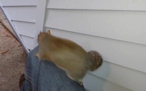 Squirrel Waiting For Peanuts - Animals - VIDEOTIME.COM