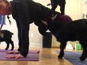 Goats Play Around Woman While She Performs Yoga