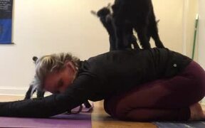Goats Play Around Woman While She Performs Yoga - Animals - VIDEOTIME.COM