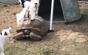Playful Baby Goats Climb on Tortoise's Shell - Animals - VIDEOTIME.COM