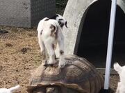 Playful Baby Goats Climb on Tortoise's Shell