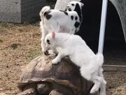 Playful Baby Goats Climb on Tortoise's Shell