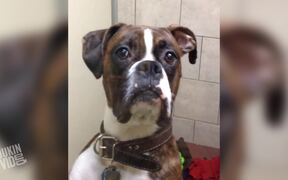 Boxer Dog Gives Some Serious Side Eye - Animals - VIDEOTIME.COM