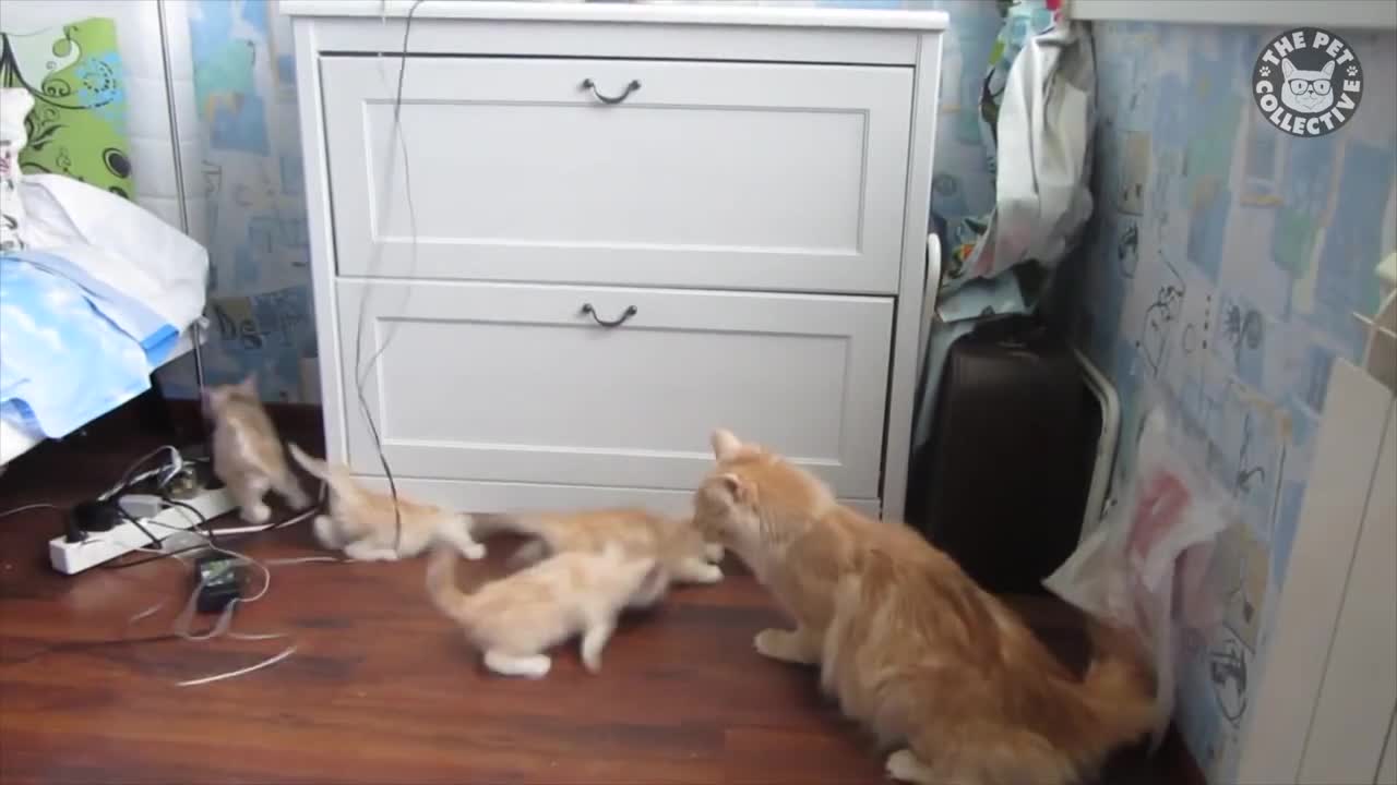 Scaredy Cats Compilation 