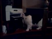 Scaredy Cats Video Compilation