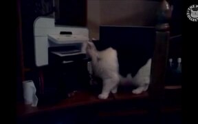 Scaredy Cats Video Compilation - Animals - VIDEOTIME.COM