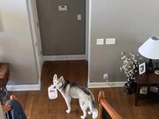 Dog Gets Caught While Stealing Empty Milk Carton