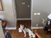 Dog Gets Caught While Stealing Empty Milk Carton