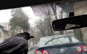 Crow Pretends Talking to Owner in Car - Animals - VIDEOTIME.COM