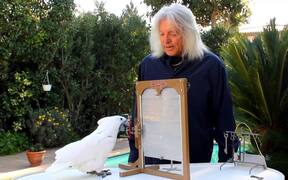 Man and Cockatoo Shows Off Amazing Tricks