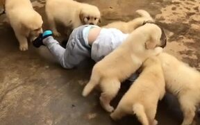 Toddler Gleefully Rolls with a Bunch of Puppies - Animals - VIDEOTIME.COM