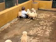 Toddler Gleefully Rolls with a Bunch of Puppies
