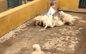 Toddler Gleefully Rolls with a Bunch of Puppies - Animals - VIDEOTIME.COM