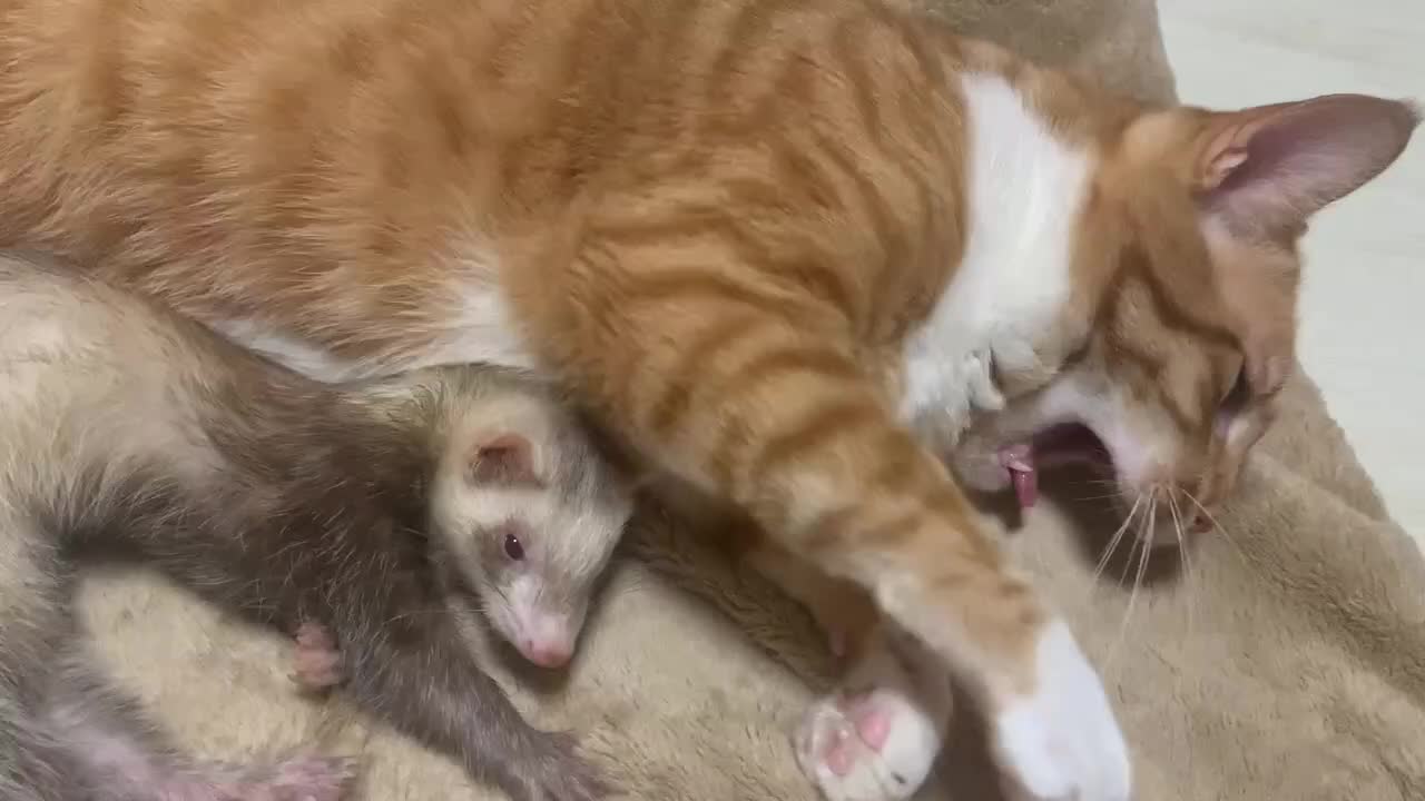 Cats And Ferret Nap Together