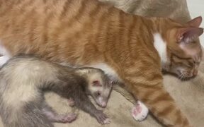 Cats And Ferret Nap Together - Animals - VIDEOTIME.COM