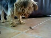 Dog vs Lizard: First Encounter