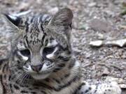 Rescued Geoffroy's Cat Relaxes in Forest