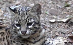 Rescued Geoffroy's Cat Relaxes in Forest - Animals - VIDEOTIME.COM