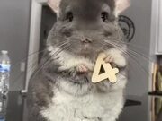 Chinchilla Shares Facts Through Cards for Birthday