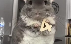 Chinchilla Shares Facts Through Cards for Birthday - Animals - VIDEOTIME.COM