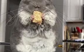 Chinchilla Shares Facts Through Cards for Birthday - Animals - VIDEOTIME.COM
