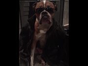 Last Minute Costume Dogs Video Compilation