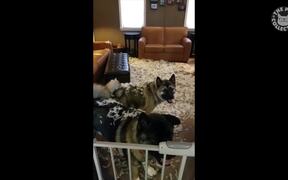Last Minute Costume Dogs Video Compilation - Animals - VIDEOTIME.COM