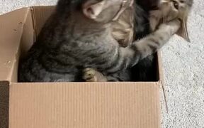 Cats Play Fight In Box - Animals - VIDEOTIME.COM
