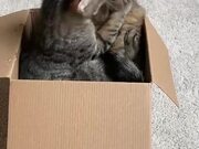 Cats Play Fight In Box